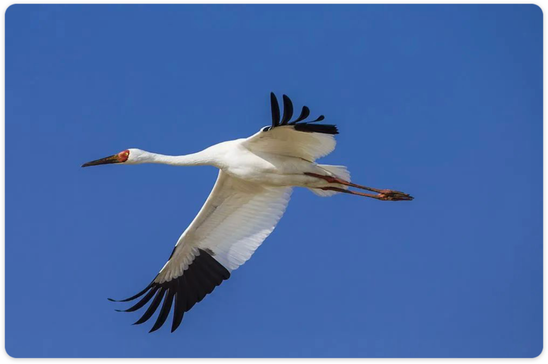 1619511705111822.png 7.png