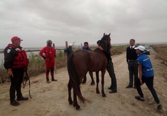 Horse Rescue - Port Nolloth