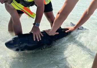 2023 01 17 Melkbosstrand Pygmy Sperm Whale