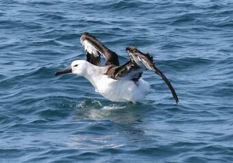 Albatrossthumb