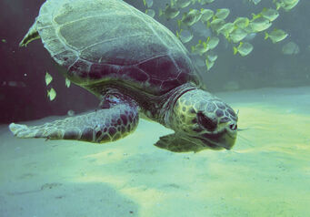Anette the turtle