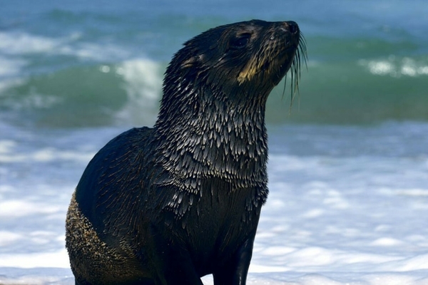 Cape fur seal