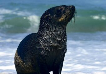 Cape fur seal