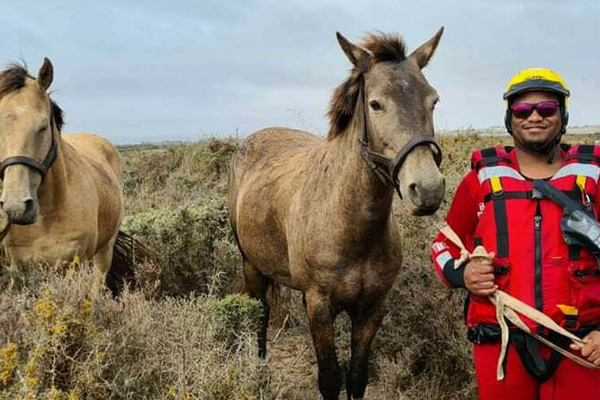 Feb Horse Banner1