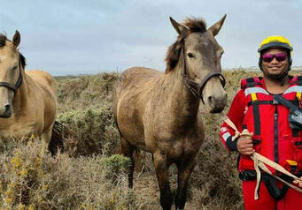 Feb Horse Banner1