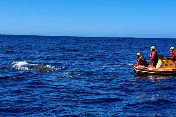 Gqeberha stn 6 Whale Rescue