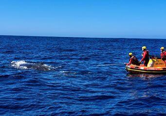 Gqeberha stn 6 Whale Rescue