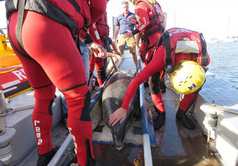Nsri animal rescue thumb 824x572