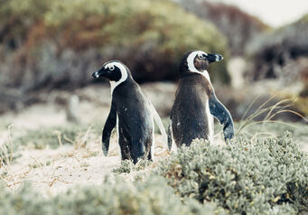 Nsri penguins banner1