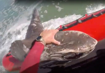 Nsri sunfish rescued thumb 824x572