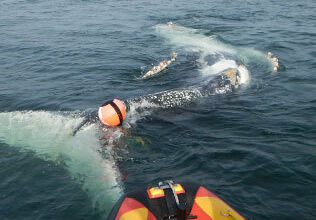 Nsrihelpsrescuewhales 12879