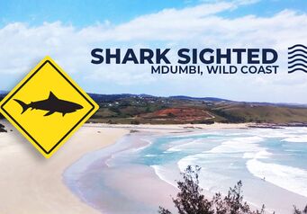 Shark sighting mdumbi