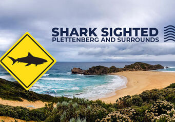 SHARK SIGHTING Plett
