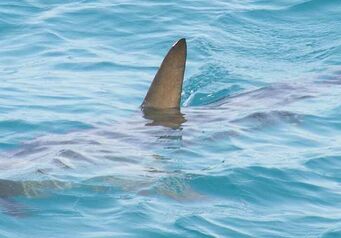 Sharkbanner
