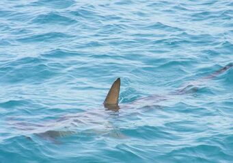 Sharkthumb