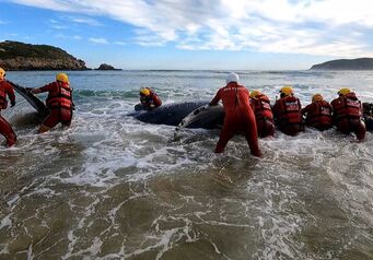 Station 14 Plett Whale Rescue