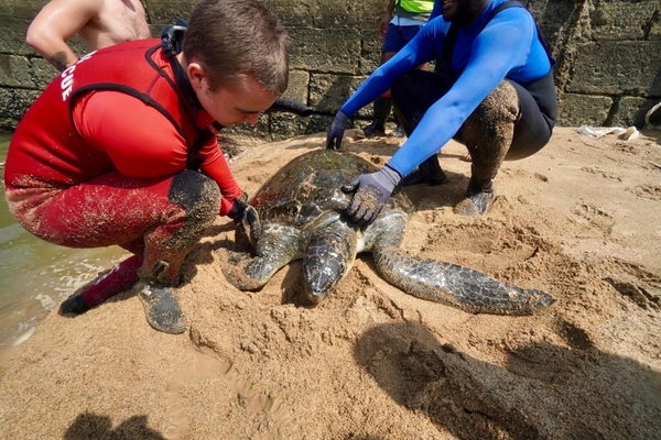 Stn 32 Port Edward Turtle Rescue