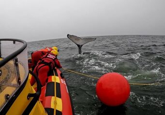 Stn 34 Whale Disentanglement 5