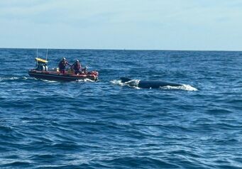 Stn 6 Gqeberha Whale Disentanglement