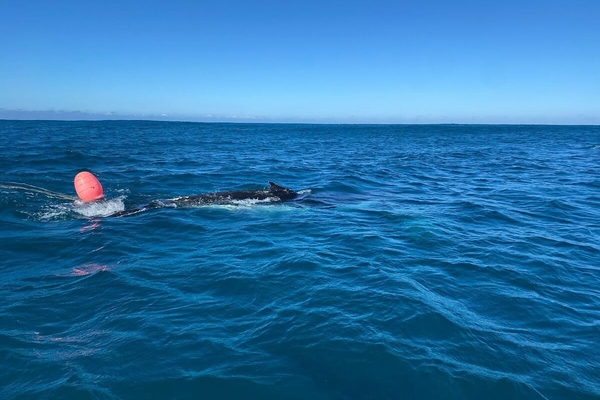 Stn6 Gqeberha Whale Disentanglement6