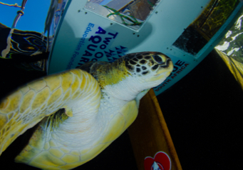 Turtle 2