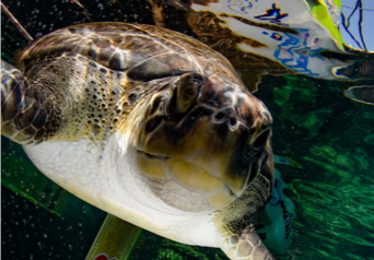 Turtle 3