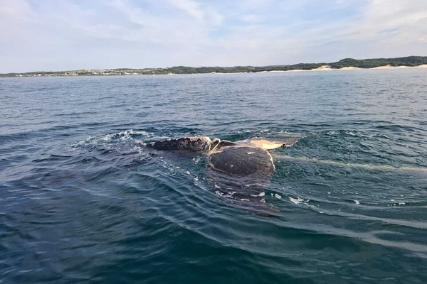 Whale Detanglement