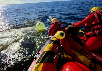 Whale Disentanglement West Coast