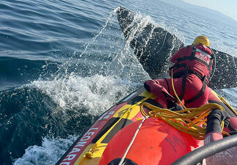 Whale rescue 2024 thumb 824x572