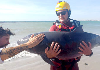 Whale rescue thumb 824x572
