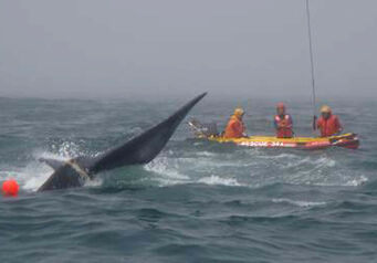 WHALE YZERFONTEIN2095 2