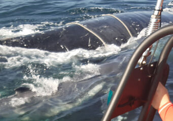 Whale